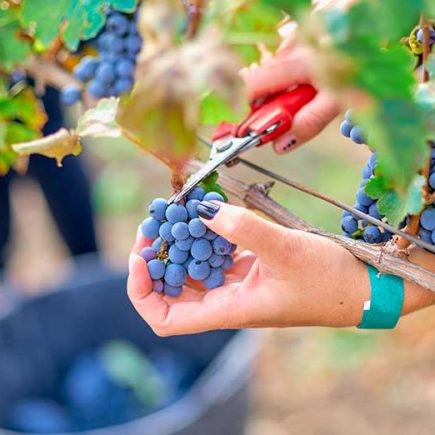 Sản phẩm mẫu số ba